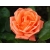 Róża wlkp. Pomarańczowa Z DONICY