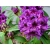 Różanecznik, rhododendron Purple splendour