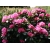 Różanecznik, rhododendron Resonanz