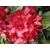 Różanecznik, rhododendron Bengal Donica 1,5L