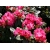 Różanecznik, rhododendron Sternzauber