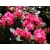 Różanecznik, rhododendron Sternzauber Donica 1,5L