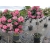 Róża na pniu sztamowa Różowa Angielska I gatunek 2 oczka