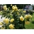 Róża na pniu sztamowa Żółta pachnąca I gatunek 2 oczka