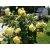 Róża na pniu sztamowa Żółta pachnąca I gatunek 2 oczka