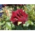 Róża na pniu sztamowa Dwukolorowa w paski I gatunek 2 Oczka