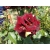 Róża na pniu sztamowa Dwukolorowa w paski I gatunek 2 Oczka