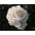 Róża wlkp. Biała z kremem Z DONICY