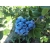 BORÓWKA AMERYKAŃSKA BLUEGOLD