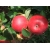 Jabłoń karłowa Booskop  Z DONICY