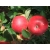 Jabłoń karłowa Booskop  Z DONICY