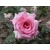 Róża wlkp. Różowa z oczkiem Z DONICY