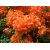 Azalia wielkokwiatowa Pomarańczowa