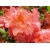 Azalia wielkokwiatowa Sarina łososiowa