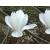 Magnolia szlachetna Biała