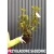 RÓŻANECZNIK 'rhododendron' CZERWONY Donica 1,5L