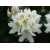 RÓŻANECZNIK 'rhododendron' BIAŁY