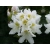 RÓŻANECZNIK 'rhododendron' BIAŁY