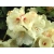 RÓŻANECZNIK 'rhododendron'  KREMOWY Donica 1,5L