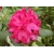 RÓŻANECZNIK 'rhododendron'  KRWISTY