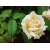 Róża rabatowa Kremowa