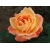 Róża wielkokwiatowa Pomarańczowa Rozeta