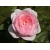 Róża wielkokwiatowa Różowa Pomponowa