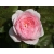 Róża wielkokwiatowa Różowa Pomponowa