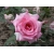 Róża rabatowa Rożowa z oczkiem