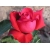 Róża wlkp. Czerwona na kwiat cięty Z DONICY