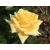 Róża wielkokwiatowa Żółta pachnąca