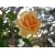 Róża wielkokwiatowa Żółta szlachetna